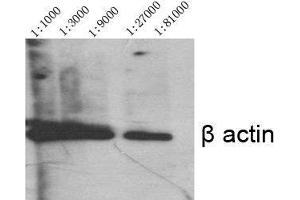 Western Blot (WB) analysis of specific cells using Actin beta Polyclonal Antibody. (beta Actin antibody  (N-Term))