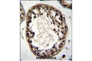 OTUD1 Antibody (Center) (ABIN655119 and ABIN2844750) immunohistochemistry analysis in formalin fixed and paraffin embedded human testis tissue followed by peroxidase conjugation of the secondary antibody and DAB staining. (OTUD1 antibody  (AA 282-311))