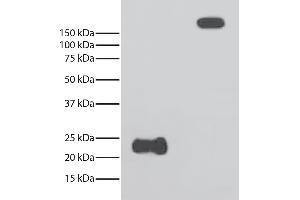 Reduced and non-reduced rabbit IgG was resolved by electrophoresis, transferred to PVDF membrane, and probed with Mouse Anti-Rabbit Light Chain-HRP. (Myosin Heavy Chain antibody  (HRP))