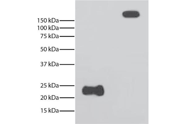 Myosin Heavy Chain antibody  (HRP)