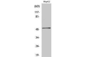 Western Blotting (WB) image for anti-HNF4 alpha/gamma (Internal Region) antibody (ABIN3185055) (HNF4 alpha/gamma antibody  (Internal Region))
