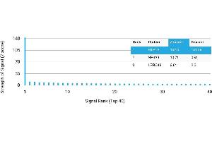 Protein Array (PAr) image for anti-Serotonin Receptor 1A (HTR1A) antibody (ABIN7456044) (Serotonin Receptor 1A antibody)