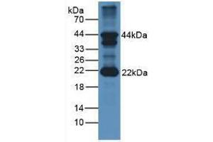 Western blot analysis of Mouse Cerebellum Tissue. (FSHB antibody  (AA 21-129))