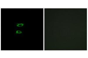 Immunofluorescence (IF) image for anti-Bone Morphogenetic Protein 8A (BMP8A) (C-Term) antibody (ABIN1850928) (BMP8A antibody  (C-Term))