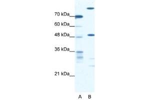 NFS1 antibody used at 0. (NFS1 antibody)
