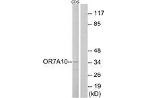 Western blot analysis of extracts from COS7 cells, using OR7A10 Antibody. (OR7A10 antibody  (AA 260-309))