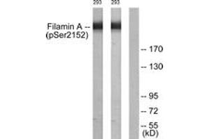Western blot analysis of extracts from 293 cells treated with EGF 200ng/ml 5', using Filamin A (Phospho-Ser2152) Antibody. (Filamin A antibody  (pSer2152))