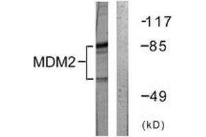 Western blot analysis of extracts from COS7 cells, using MDM2 (Ab-166) Antibody. (MDM2 antibody  (AA 132-181))