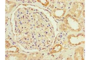 Immunohistochemistry of paraffin-embedded human kidney tissue using ABIN7166759 at dilution of 1:100
