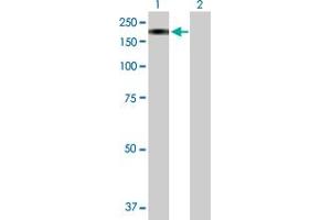 MAN2B2 antibody  (AA 1-1009)