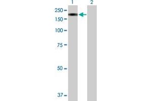 Western Blot analysis of MAN2B2 expression in transfected 293T cell line by MAN2B2 MaxPab polyclonal antibody.