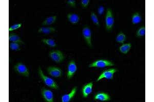 Immunofluorescent analysis of A549 cells using ABIN7161211 at dilution of 1:100 and Alexa Fluor 488-congugated AffiniPure Goat Anti-Rabbit IgG(H+L) (NRSN2 antibody  (AA 1-65))