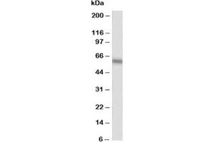 Western blot testing of Alkaline Phosphatase antibody at 0. (Alkaline Phosphatase antibody  (AA 21-35))