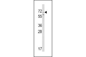 Western blot analysis of hromogranin-C Antibody (Center) (ABIN390767 and ABIN2841025) in Ramos cell line lysates (35 μg/lane).