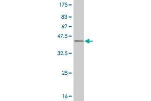 Western Blot detection against Immunogen (37. (ELF3 antibody  (AA 262-371))