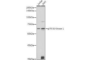 Western blot analysis of extracts of various cell lines, using p70 S6 Kinase 1 1 antibody (ABIN7270029) at 1:1000 dilution. (RPS6KB1 antibody  (AA 361-525))