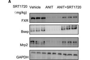 SRT1720 restored the protein expressions of FXR, Bsep, and Mrp2 in mice total livers.