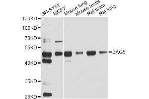 Western blot analysis of extracts of various cell lines, using BAG5 antibody. (BAG5 antibody  (AA 198-447))