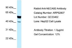 Western Blotting (WB) image for anti-N-terminal EF-Hand Calcium Binding Protein 2 (NECAB2) (C-Term) antibody (ABIN2789251) (NECAB2 antibody  (C-Term))