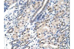 Image no. 1 for anti-Msh Momeobox 2 (Msx2) (N-Term) antibody (ABIN202139) (Msx2/Hox8 antibody  (N-Term))