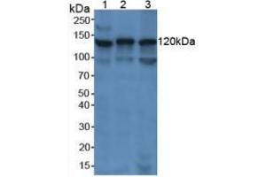 Figure. (PARP1 antibody  (AA 661-881))