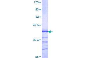 Image no. 1 for POU Domain, Class 4, Transcription Factor 3 (POU4F3) (AA 100-190) protein (GST tag) (ABIN1315799)