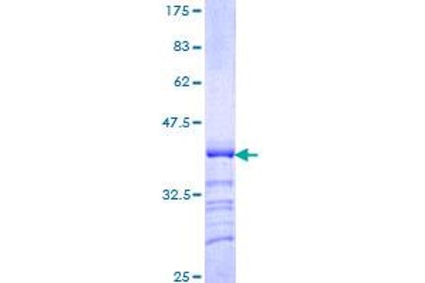 POU4F3 Protein (AA 100-190) (GST tag)