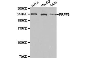 Western Blotting (WB) image for anti-PRP8 Pre-mRNA Processing Factor 8 (PRPF8) antibody (ABIN1877080)