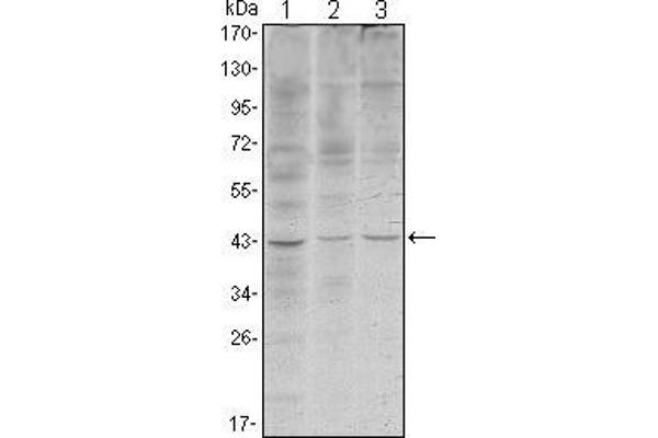 WIF1 antibody