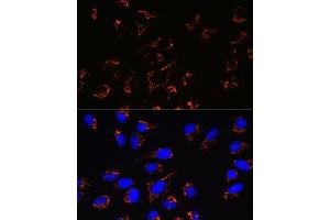 Immunofluorescence analysis of U-2 OS cells using Peroxiredoxin 3 (PRDX3) (PRDX3) Rabbit mAb (ABIN7269237) at dilution of 1:100 (40x lens). (Peroxiredoxin 3 antibody)