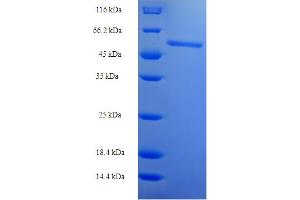 SDS-PAGE (SDS) image for Guanosine Monophosphate Reductase 2 (GMPR2) (AA 1-366) protein (His-SUMO Tag) (ABIN5711841) (GMPR2 Protein (AA 1-366) (His-SUMO Tag))