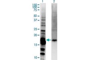 Western Blot analysis of DAZAP2 expression in transfected 293T cell line by DAZAP2 monoclonal antibody (M06), clone 8G5.