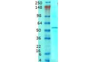 SLC1A1 antibody  (AA 1-524)