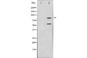 Western blot analysis of PI3-kinase p85-alpha/gamma expression in H2O2 treated COS7 whole cell lysates,The lane on the left is treated with the antigen-specific peptide. (PI3K p85 alpha/gamma antibody)