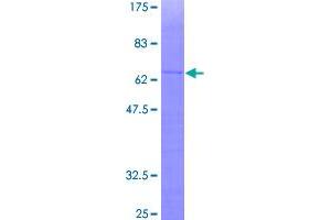 GPS2 Protein (AA 1-327) (GST tag)