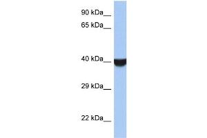 WB Suggested Anti-TMED8 Antibody Titration: 0. (TMED8 antibody  (Middle Region))