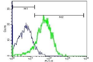 Mouse splenocytes probed with Rabbit Anti-MRC1 Polyclonal Antibody, FITC Conjugated . (Macrophage Mannose Receptor 1 antibody  (AA 201-300))