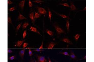 Immunofluorescence analysis of NIH/3T3 cells using SMAD2 Polyclonal Antibody at dilution of 1:100. (SMAD2 antibody)