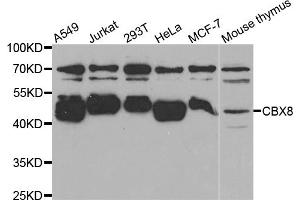 Western blot analysis of extracts of various cell lines, using CBX8 antibody (ABIN5973663) at 1/1000 dilution. (CBX8 antibody)
