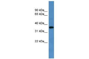 WB Suggested Anti-Gpr88 Antibody Titration: 0. (GPR88 antibody  (C-Term))