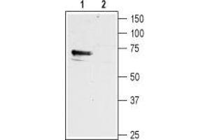 Western blot analysis of mouse brain membranes: - 1. (HRH1 antibody  (3rd Intracellular Loop))