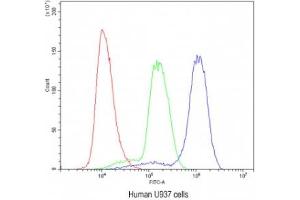 Flow cytometry testing of human U937 cells with ADK antibody at 1ug/10^6 cells (blocked with goat sera)