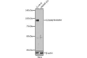 Western blot analysis of extracts from normal (control) and CD168/RHAMM Rabbit pAb knockout (KO) HeLa cells, using CD168/RHAMM Rabbit pAb antibody (ABIN6131278, ABIN6141879, ABIN6141880 and ABIN6216074) at 1:1000 dilution. (HMMR antibody  (AA 1-300))
