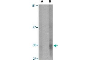 Western blot analysis of ENDOG expression in HepG2 cell lysate with ENDOG monoclonal antibody, clone 7F2G10  at (A) 5 and (B) 10 ug/mL . (Endonuclease G antibody  (AA 76-170))