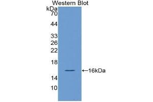 Detection of Recombinant VEGF121, Human using Polyclonal Antibody to Vascular Endothelial Growth Factor 121 (VEGF121) (VEGF121 antibody  (AA 28-147))