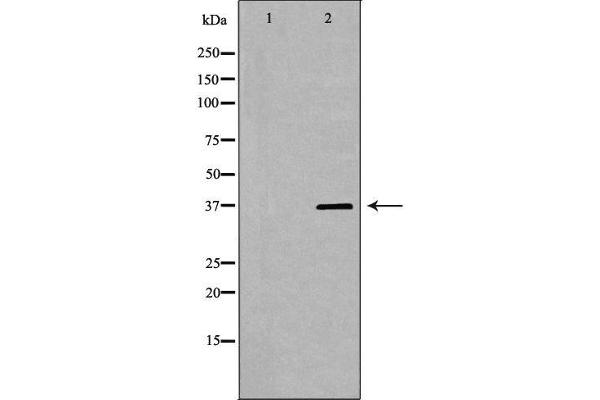 PSRC1 antibody  (Internal Region)