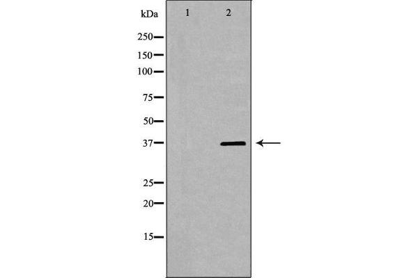 PSRC1 antibody  (Internal Region)