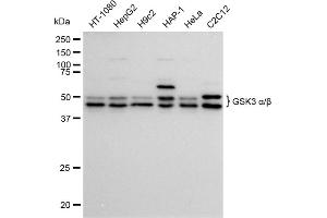 anti-Glycogen Synthase Kinase 3 alpha/beta (GSK3a/b) antibody