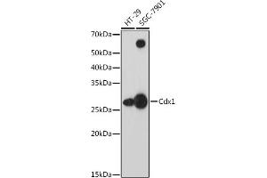 Western blot analysis of extracts of various cell lines, using Cdx1 antibody (ABIN7266151) at 1:1000 dilution. (CDX1 antibody)