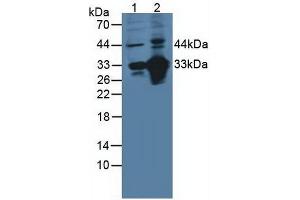 Figure. (CD46 antibody  (AA 147-285))